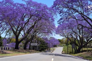 Jacaranda trees bloom on a suburban street in Brisbane, Queensland, Australia. Native to Latin America and the Caribbean, Jacaranda have been introduced all over the world. By LittleMouse (CC0) via Pixabay. https://pixabay.com/photos/jacaranda-queensland-spring-4579421/