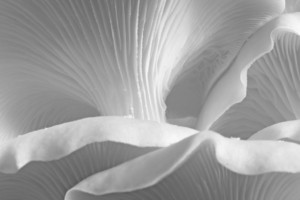 Oyster mushroom abstraction. Image (CC0) via Pikrepo.