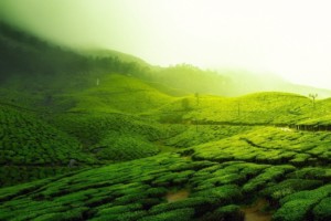India tea plantation. By 12019 (CC0) via Pixabay. https://pixabay.com/photos/tea-plantation-landscape-scenic-2220475/