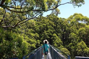 Valley of the Giants Tree Top Walk, Walpole, Western Australia. Image by Komkick (CC0) via pixabay. https://pixabay.com/photos/tree-top-walk-west-australia-forest-3847669/