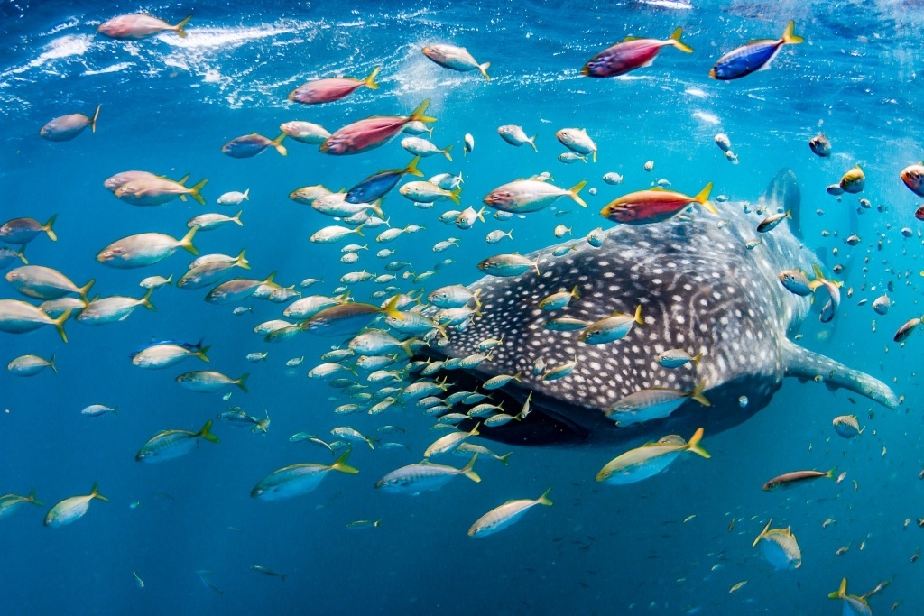 Whale shark, Ningaloo Reef, Western Australia, Australia. Image by Chris Jansen supplied by Live Ningaloo.