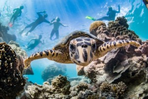 Turtle, Ningaloo Reef, Western Australia, Australia. Image by Chris Jansen supplied by Live Ningaloo.
