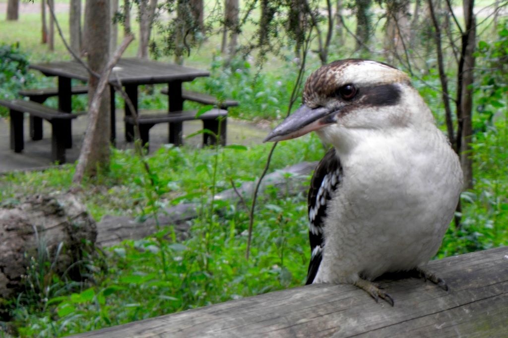 A bold and curious kookaburra at a picnic area in Brisbane, Australia. Image by Ronda J Green.