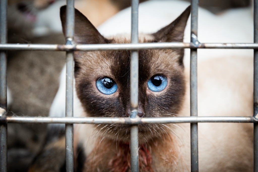 May 21, 2019 in Hanoi, Vietnam: Cat in a cage, ready to be sold, killed, and cooked © FOUR PAWS