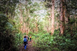 Image from Edgewalkers' Boranup Walking Retreat in Margaret River, Western Australia. Source: https://edgewalkers.com.au/walking-creativity-retreat