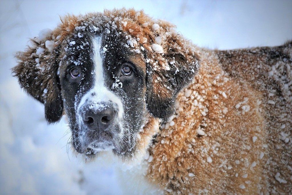 St Bernard. Image by ClaudiaWollesen (CC0) via Pixabay. https://pixabay.com/photos/dog-snow-st-bernard-dog-winter-pet-1168663/