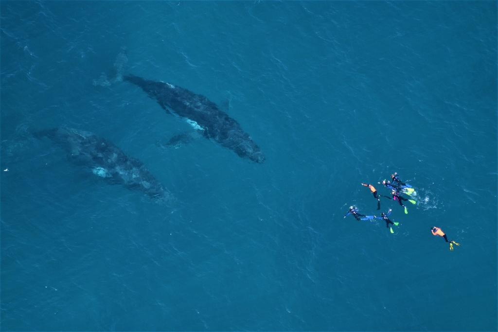 A Live Ningaloo tour group encounters humpback whales. Photo: Ningaloo Aviation & Jacob Hill supplied by Live Ningaloo.