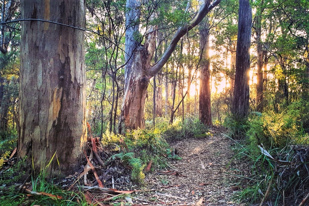 Forest path, Walpole, Western Australia