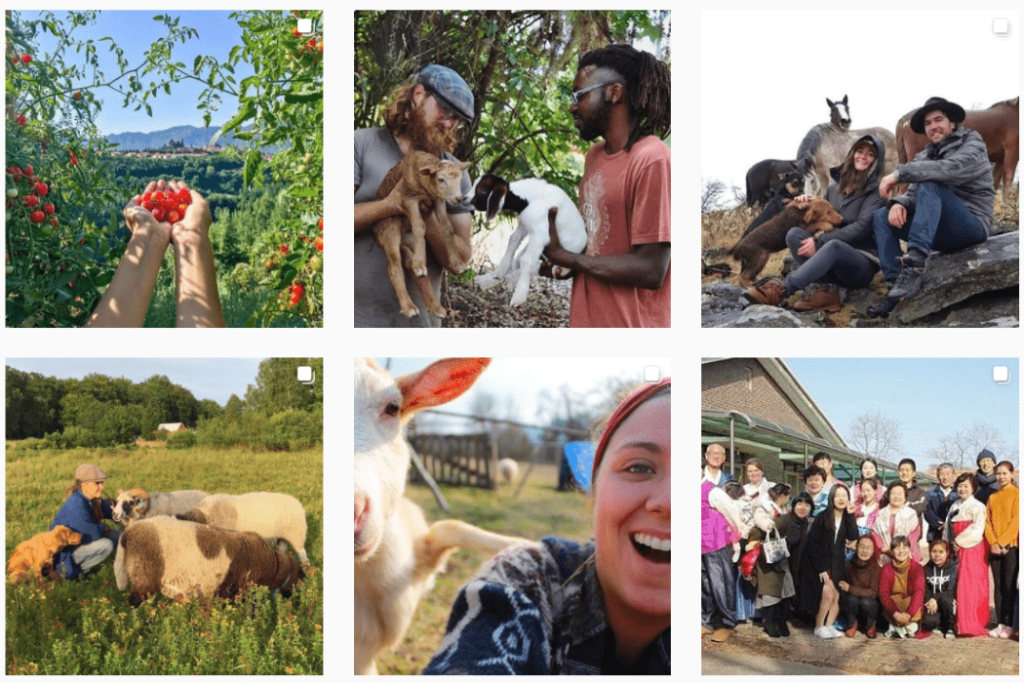 Insta-worthy WWOOFing experiences; a screen capture from the WWOOF Instagram page