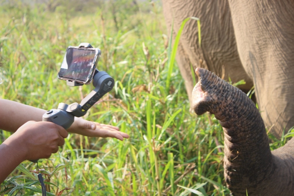 Fundraising livestreams are the best hope for unemployed elephants in Thailand. Pic supplied by John Roberts.