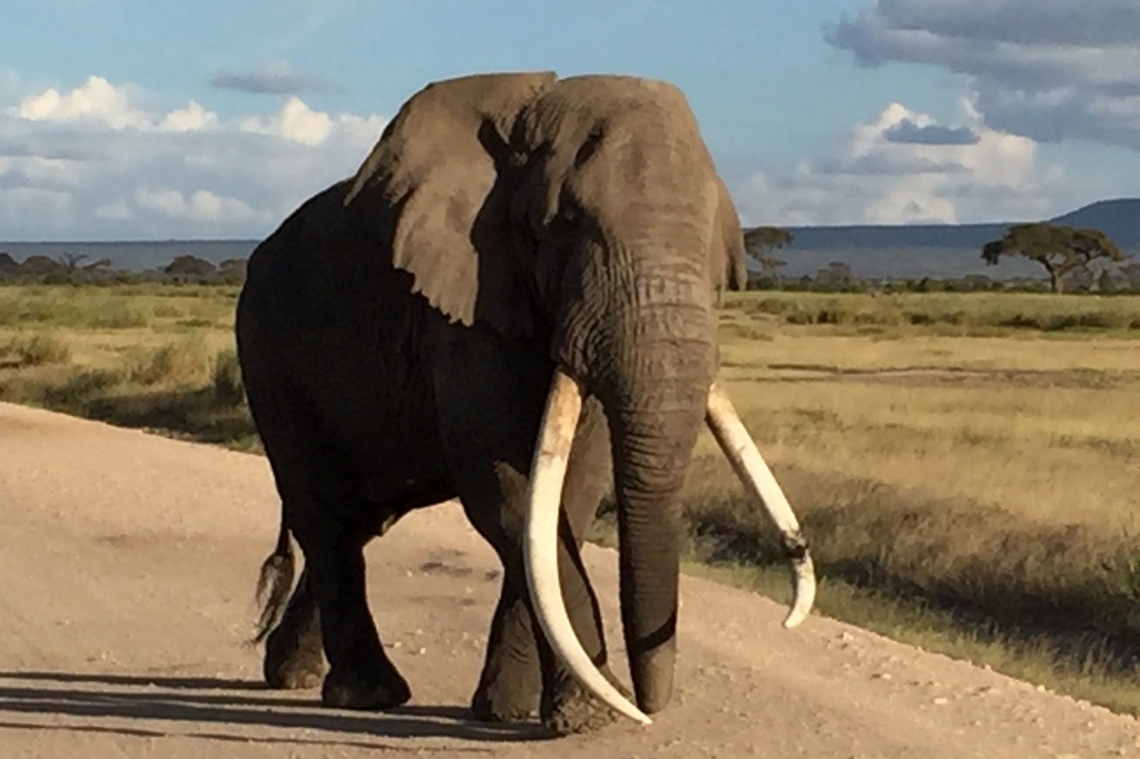 Tim the tusker. (c) Beth Allgood