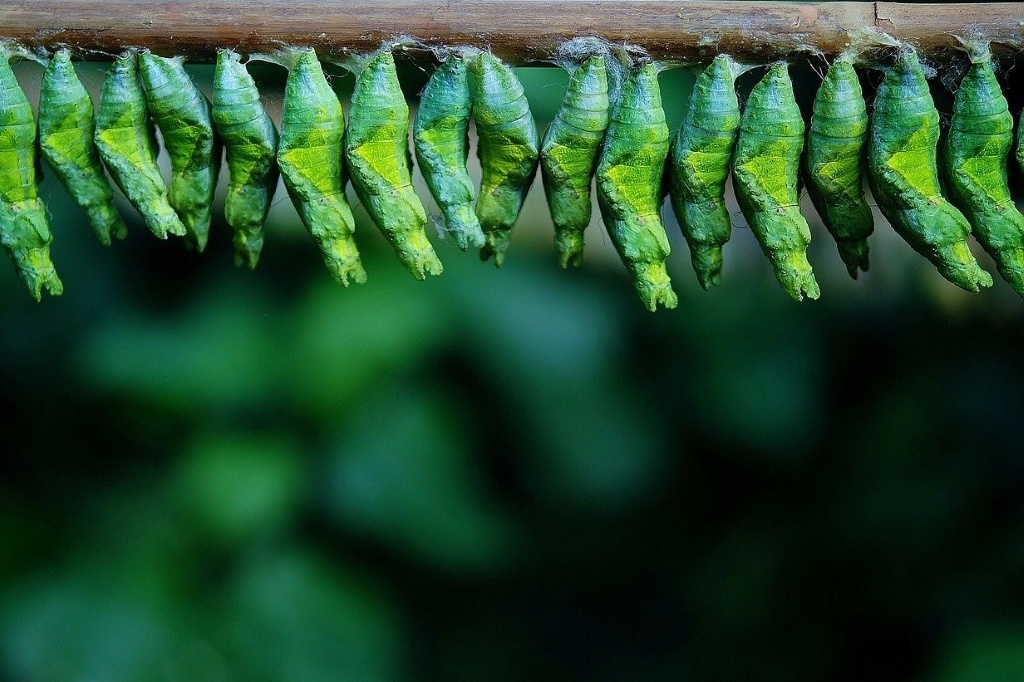 Transformation in situ. Preparing to travel. Image by GLady (CC0) via Pixabay. https://pixabay.com/photos/cocoon-butterfly-larva-larvae-209096/