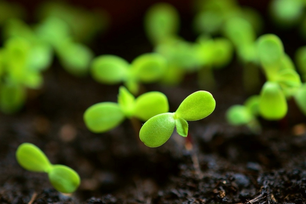 Regeneration. Image by congerdesign (CC0) via Pixabay. https://pixabay.com/photos/plant-sow-grow-growing-trays-4036131/