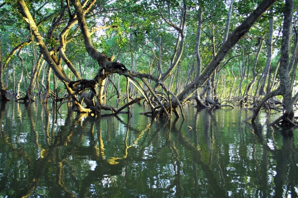Mida Creek mangroves, Malindi, Kenya. By Timothy K (CC0) via Unsplash. https://unsplash.com/photos/1CiE1x4dHIY