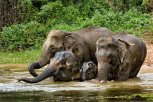 Elephant family crossing a river. Captive breeding technology and mahout knowledge may help save Asian elephants in Laos. Image supplied by Anabel Lopez Perez.