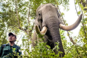 One can't simply furlough a bull elephant and his mahout. Image supplied by the Elephant Conservation Center in Sayaboury, Laos.