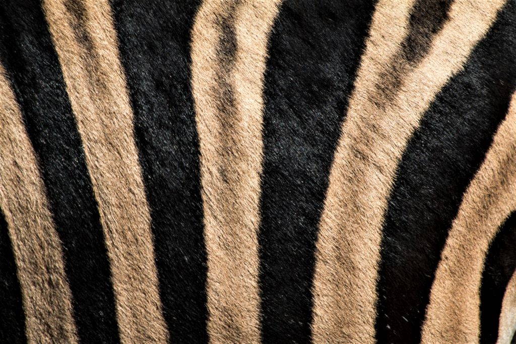 Zebra stripes at Dikhololo Game Reserve, Brits, South Africa. Photo by David Clarke (CC0) via Unsplash. https://unsplash.com/photos/sN6d60TySV0