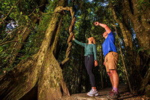 Lamington National Park, Queensland, Australia is easily accessible from BInna Burra Mountain Lodge