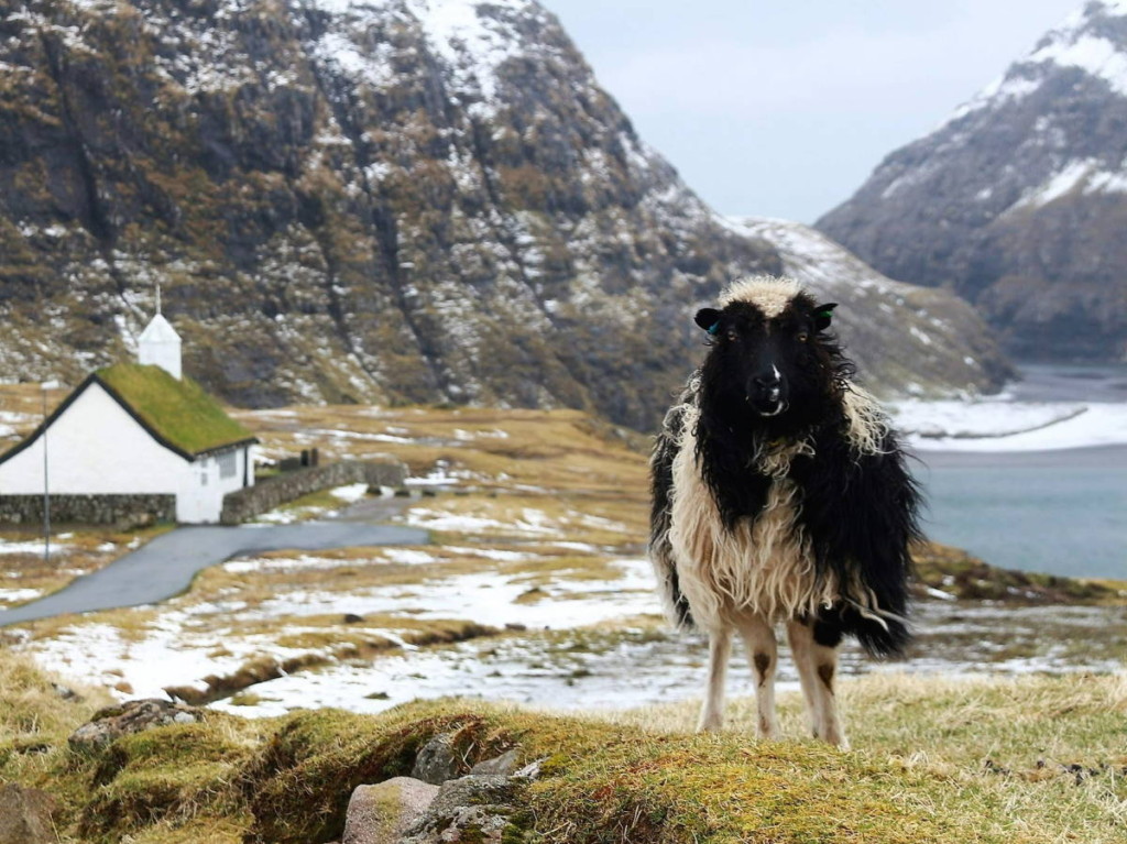 Faroe Islands sheep by Rav_ (CC0) via Pixabay. https://pixabay.com/photos/foroyar-faroe-islands-sheep-1402519/