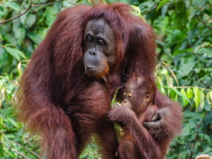 Orangutans, Kalimantan, Indonesia