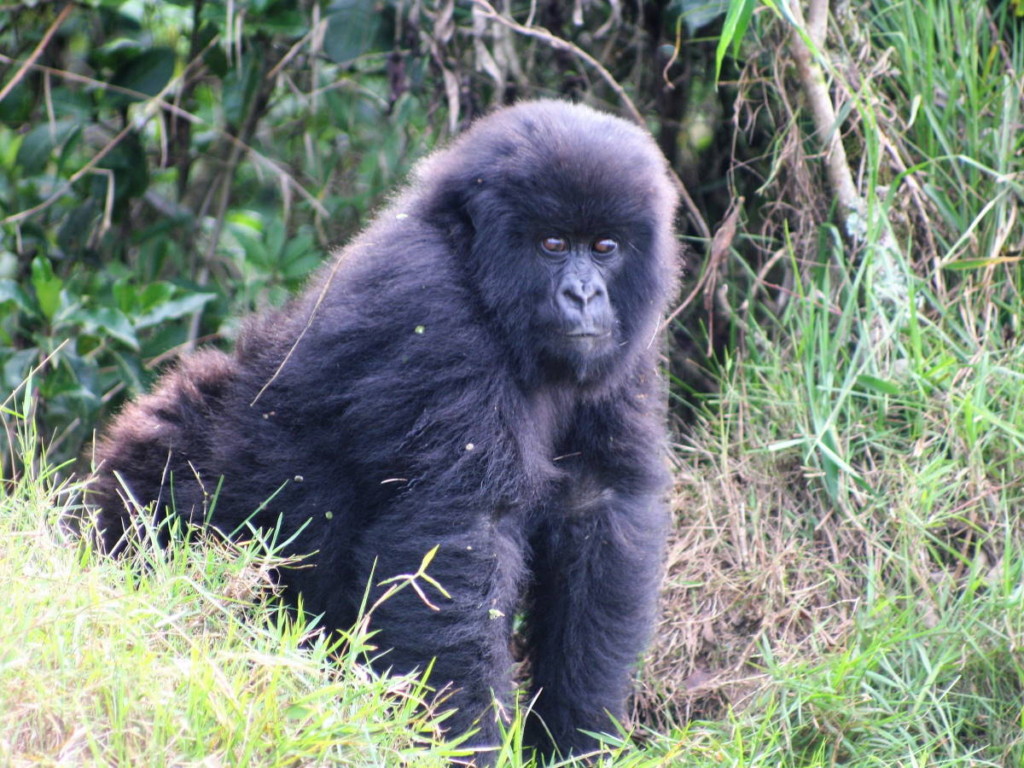 Rwandan mountain gorilla