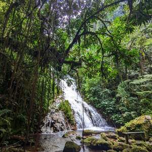Munyaga Falls in the Bwindi Impenetrable Forest is an important site for the Batwa both spiritually and practically; a water source and waypoint. Image courtesy of Nomadic Skies.