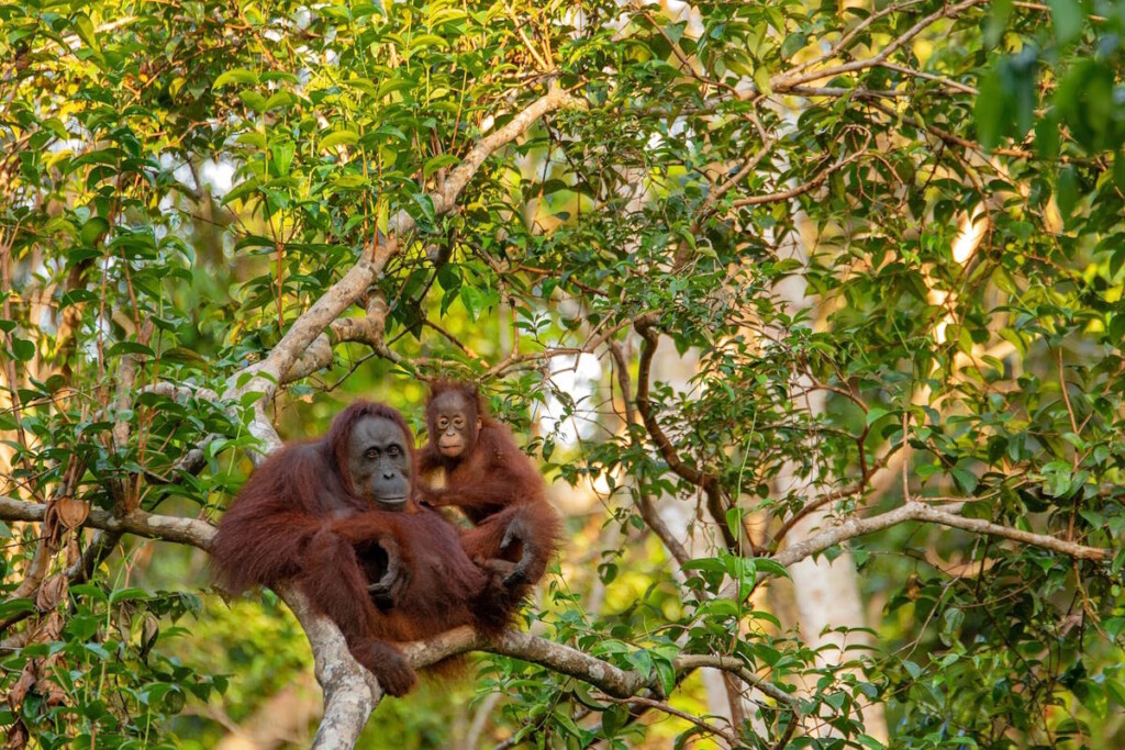 Not ecotourism for the masses, but for a few. An encounter with orangutans in Borneo is out of reach of most. Image by e-smile (CC0) via Pixabay. https://pixabay.com/photos/orangutan-mother-animal-mammal-3985939/