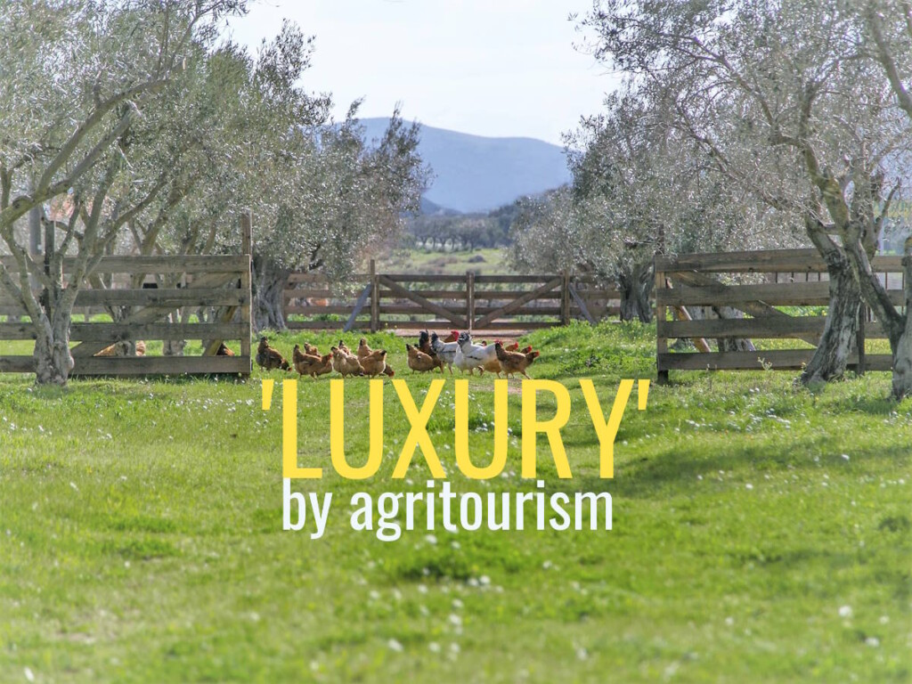 Luxury agritourism with free-range chickens at Margi Farm, Greece