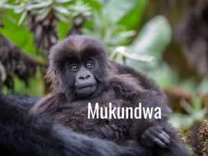 19th Kwita Izina gorilla naming ceremony in Rwanda - Meet Mukundwa, Teta's son