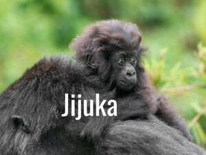 Gorilla-friendly policy and practice played a part in the arrival of 'Jijuka' ('enlightenment'), who was named during Rwanda's 19th Kwita Izina in 2023 by Sol Campbell.