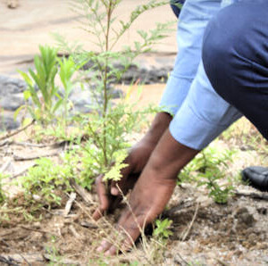 By working together with good partners, Red Rocks develops strategies to combat climate change, including reforestation