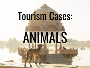 CABI Tourism Cases: Animals and tourism. Image by vkhima (CC0) via Pixabay. https://pixabay.com/photos/dog-travel-india-trip-heritage-4111651/