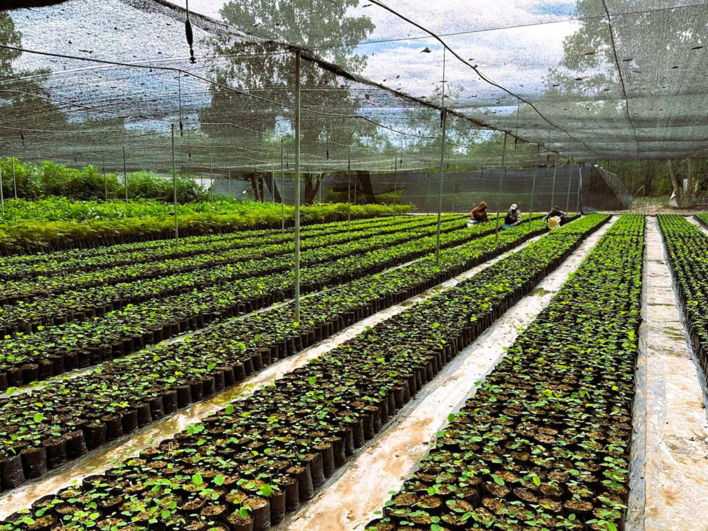 Sapling production at the One Million Tree nursery at Chi Phat, Cambodia