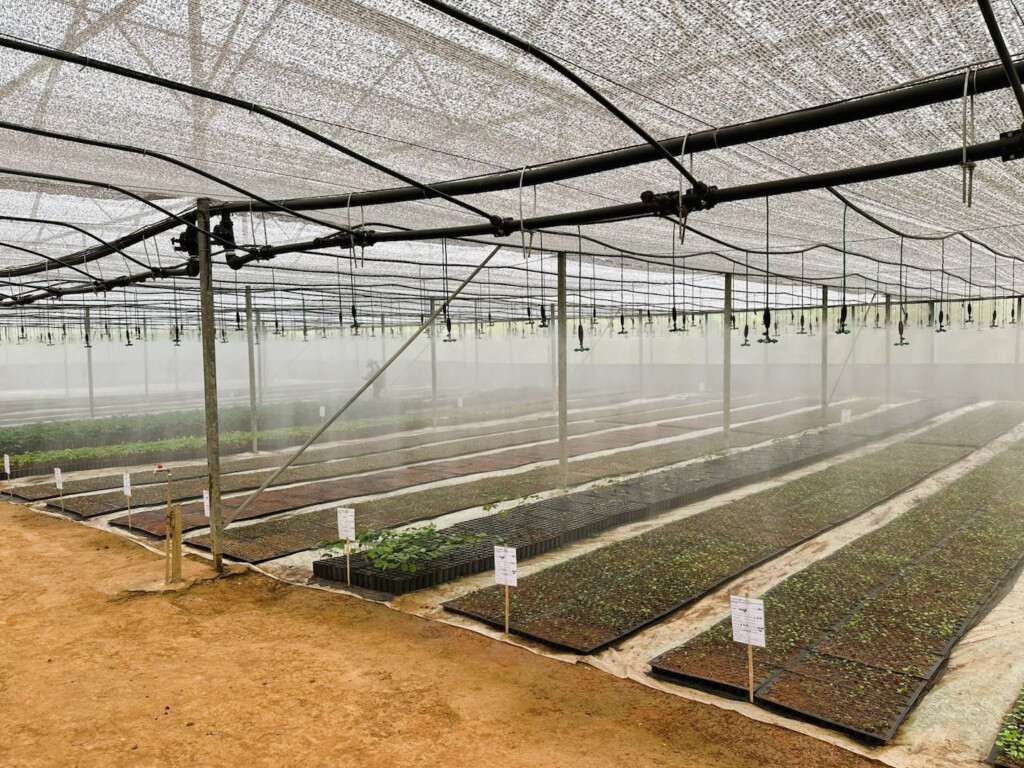 Seedlings at the One Million Tree nursery at Chi Phat, Cambodia