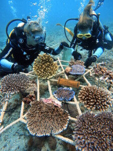 From reef rubble to recovery: How Livingseas Asia is leading tourism in Bali 4 Livingseas Asia is building a framework that enables travel businesses to directly fund and participate in reef restoration.