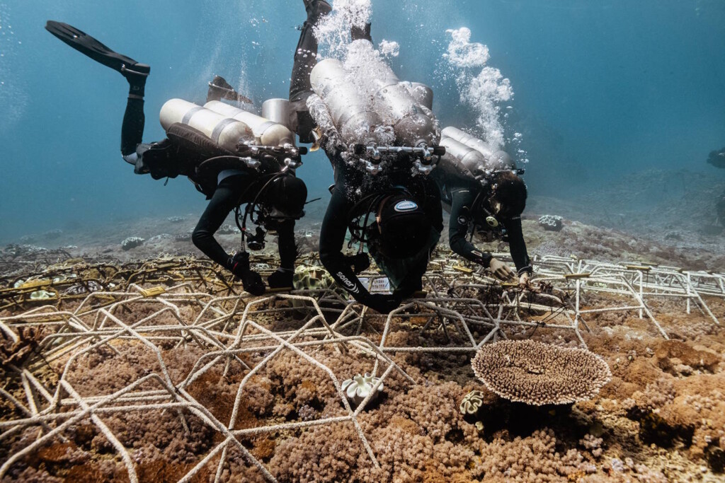 From reef rubble to recovery: How Livingseas Asia is leading tourism in Bali 3 Livingseas Asia team attaching corals to weblike steel pontoons