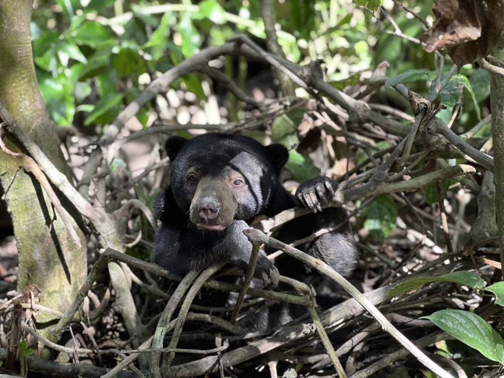 From conservation to regeneration: APE Malaysia's decade of purpose-driven tourism 4 Conservation to regeneration APE Malaysia's decade of purpose-driven tourism